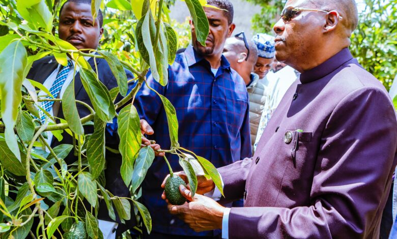 Nigeria to Launch 20 Billion Tree Planting Drive Inspired by Ethiopia’s Green Legacy