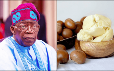 Tinubu Imposes Six-Month Ban on Raw Shea Nut Exports to Boost Local Processing and Revenue